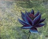 black-lotus